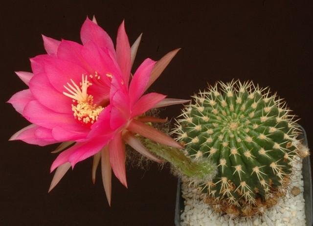Echinopsis_cordobensis